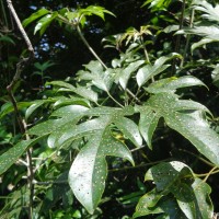 Schefflera heterobotrya Frodin